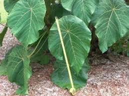 Image result for Macaranga mellifera