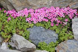 See more ideas about rockery stones, standing stone. The Best Plants To Create A Stunning Rockery Gardeners Dream Blog