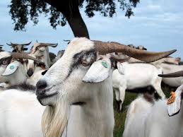The Serpentina Goat Is A Breed Indigenous To Portugal In Risk Of Extinction It Is Practically Limited To The South Of Portugal Goats Animals Animal Pictures
