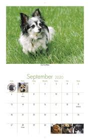 Papillon haven rescue (paphaven) paphaven rescue po box 20306 hot springs ar 71903 phone: The Grey Muzzle Organization 2020 Calendar Fundraising