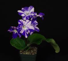 Image result for Streptocarpus sp.nov. aff. S. grandis