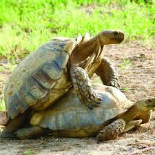 Image result for Grewia sulcata