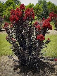 Buy Crepe Myrtle Trees Crape Myrtle Trees For Sale The Tree Center Crepe Myrtle Trees Myrtle Tree Crape Myrtle