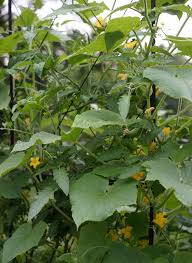 Image result for male flowers cucumber