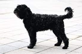 Alfredo casimiro coloca participação na groundforce à venda. O Cao D Agua Portugues Ainda Sabe Nadar Mas Sao Poucos Os Que Hoje Vao Ao Mar Local Lisboa Publico