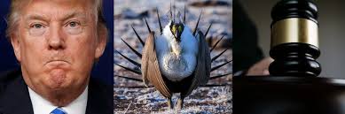 Sage Grouse: Court Stuffs Trump's Attempt to Trash Largest Endangered  Species Plan in History