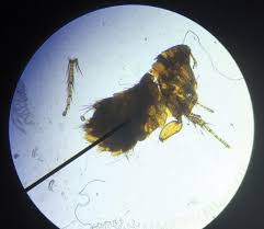 Image result for what do Mallophaga look like in dog fur