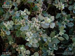 Image result for Glinus lotoides