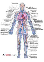 The Cardiovascular System Human Anatomy Chart Human Anatomy Human Body Systems