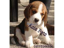 Don't see what you're looking for? Beagle Puppies For Sale In Gurgaon Beagle Pup Price In Gurgaon