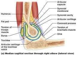 Image result for Elbow Joint Injection