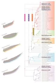Image result for Pseudocyclosorus pulcher
