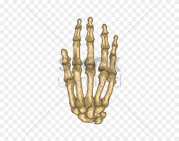 We did not find results for: Bones Of Human Hand Vector Image Skeleton Hand Png Stunning Free Transparent Png Clipart Images Free Download
