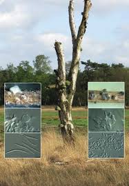 Image result for Dichapetalum rhodesicum