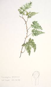Image result for Hymenophyllaceae