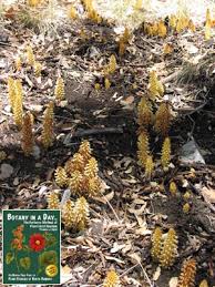 Image result for Orobanchaceae