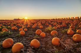 There are lots of things to do at the flower mound pumpkin patch all activities are free of charge, including the hay bale maze, bounce houses, hayrides, pumpkin patch train, and playground! Weekend Fun Find A Pumpkin Patch Near North End North End Ma Patch