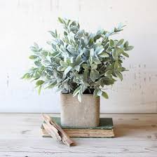 Plant sage in full sun. 14 Amazing Positive Energy Plants For Home Office