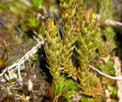 Image result for Selaginella cathedrifolia