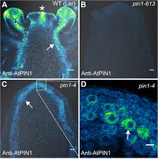 There are 625 oem, 534 odm, 124 self patent. Cross Species Functional Diversity Within The Pin Auxin Efflux Protein Family Biorxiv