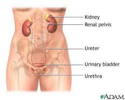 We did not find results for: What To Do With A Pulled Groin On A Woman