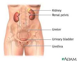 The movement at the joint depends on the anatomy of the joint and its axes of movement. What To Do With A Pulled Groin On A Woman