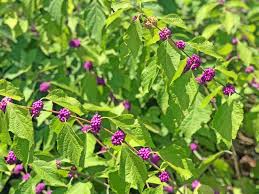 Zones us, ms, ls, cs, ts; How To Grow And Care For American Beautyberry Shrubs Gardener S Path