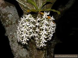 Image result for Mystacidium