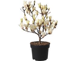 Image result for magnolie sunsation