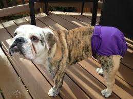 All Mammals Go Through A Period Of What Is Called Estrus Which Is The Equivalent Of The Human Female Period In Asking Do Fema Dogs Girl And Dog Purebred Dogs