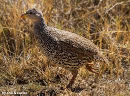 Image result for Costularia natalensis