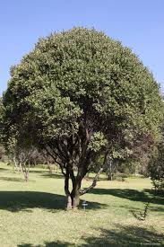 Image result for Euclea