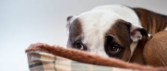 Denuncian crueldad animal y piden mayor vigilancia en Burica Centro