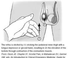 On pe, the mass is nontender, firm and uniform, and does not transilluminate. Ch16 Men S Health Review Flashcards Quizlet