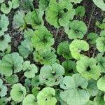 Image result for Merremia emarginata