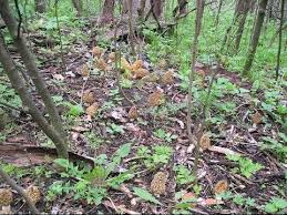 In this moment's official audio for the song hunting grounds (feat. Morel Mushrooms 22 Lbs Mother Lode Under A Dead Elm Stuffed Mushrooms Morel Mushroom Morels