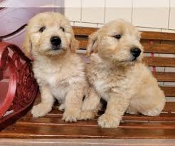 Maybe you would like to learn more about one of these? View Ad Golden Retriever Litter Of Puppies For Sale Near Washington Vancouver Usa Adn 272712