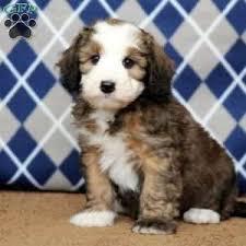 Each litter has their own playlist and videos are posted typically once a week. Mini Bernedoodle Puppies For Sale Greenfield Puppies Bernedoodle Puppy Bernedoodle Mini Bernedoodle