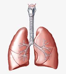 Description from labeled diagram of the respiratory system of a human pictures wallpaper : Lungs Png Clipart Anatomy Respiratory System Label Practice Free Transparent Png Download Pngkey