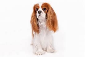 Resultado de imagen para Cavalier King Charles Spaniel