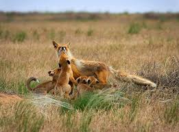 Grassland Facts For Kids
