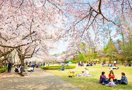 Liburan memang bisa dilakukan di mana saja dan kapan saja. Jadwal Melihat Bunga Sakura Di Korea Selatan Points Geek