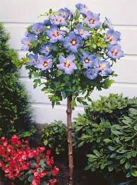 Maybe you would like to learn more about one of these? Hibiscus Syriacus Sur Tige A Fleurs Bleues Althea Des Jardins Pot