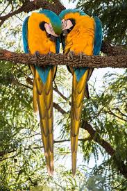 Exotic Bird Eggs For Sale Heart 3 By Patrik Oening 500px Beautiful Birds Macaw Parrot Parrot