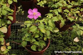 Image result for Dissotis multiflora