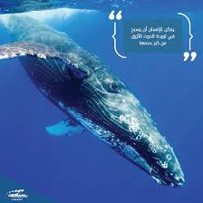اوردة الحوت الأزرق كبيرة جدا لدرجة أنه يمكن للإنسان السباحة فيها حقيقة Strongest Animal Animals Of The World Animals
