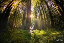 Celebrating A Beautiful Elopement In The Red Wood Forest In Humboldt County In Northern California Parky S P Bay Area Wedding California Wedding Elope Wedding