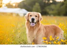 49,423 Yellow lab Images, Stock Photos & Vectors | Shutterstock