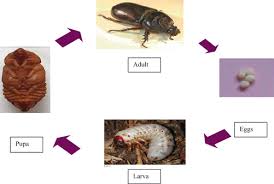 Cape coastal builders is an established, custom home builder and remodeling contractor working from boston to providence, including cape cod and southeastern massachusetts. Status And Management Of Three Major Insect Pests Of Coconut In The Tropics And Subtropics Springerlink