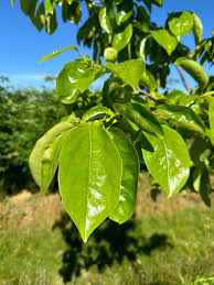 Image result for Diospyros squarrosa